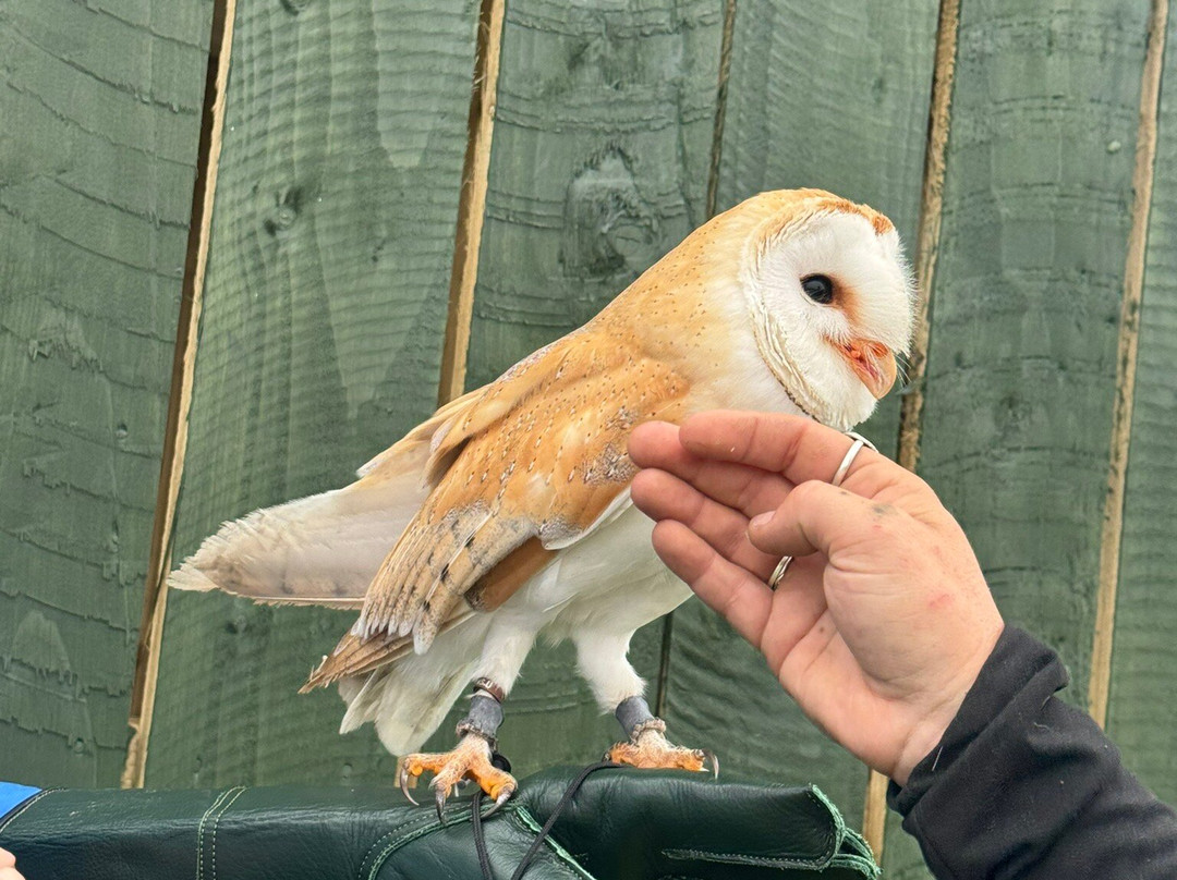 Fiáin Experiences - Wild Atlantic Wildlife Park-丁格尔必去景点