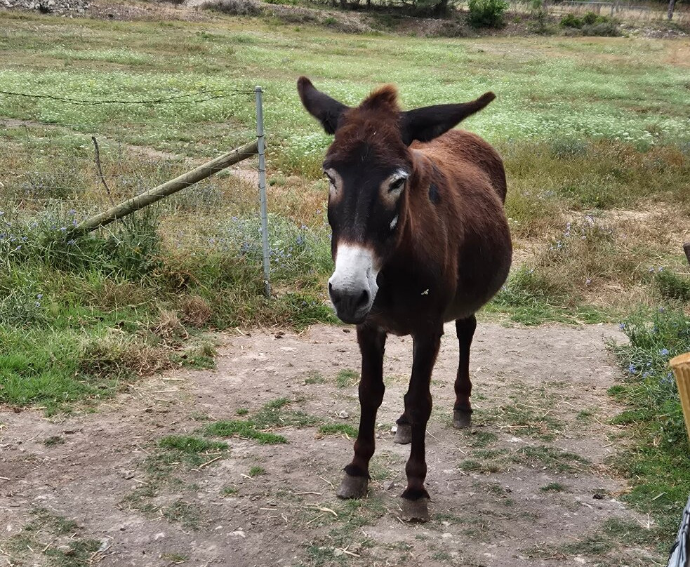 Mad Donkey Mallorca-Pollenca必去景点
