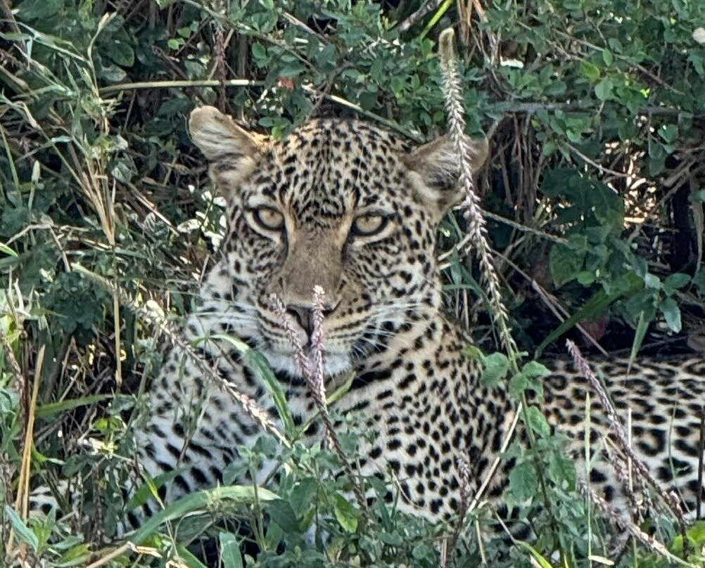 Livingstone Safari Tanzania-阿鲁沙必去景点