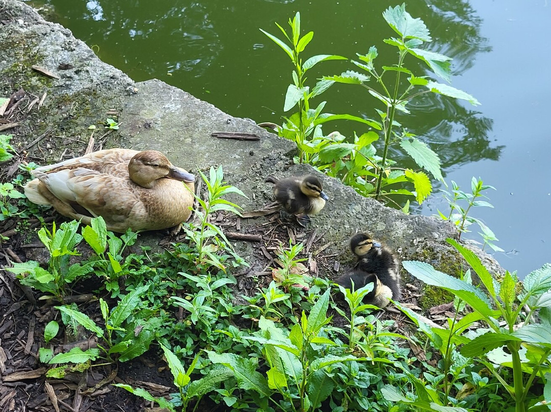 Elsham Hall Gardens and Country Park-Brigg必去景点