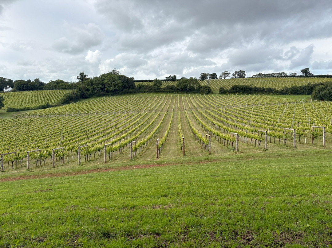 Sandridge Barton Wines-托特尼斯必去景点