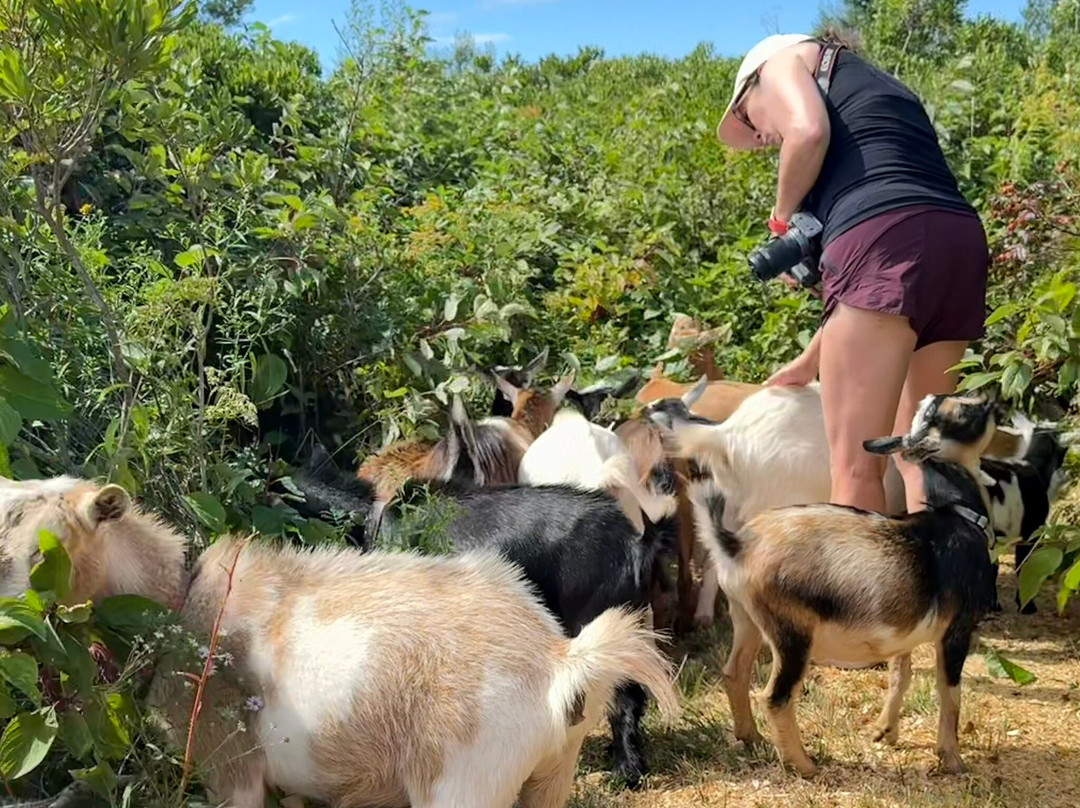 Beach Goats