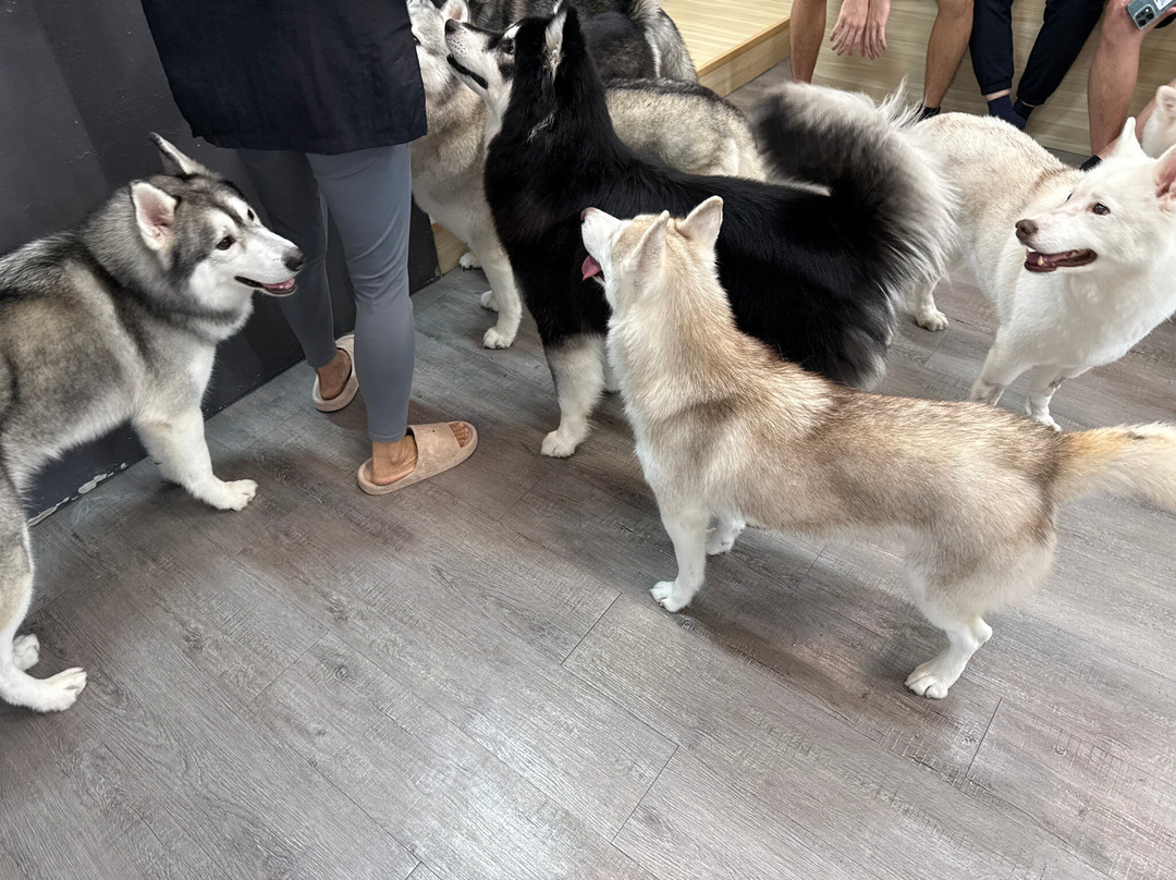 Hahahusky