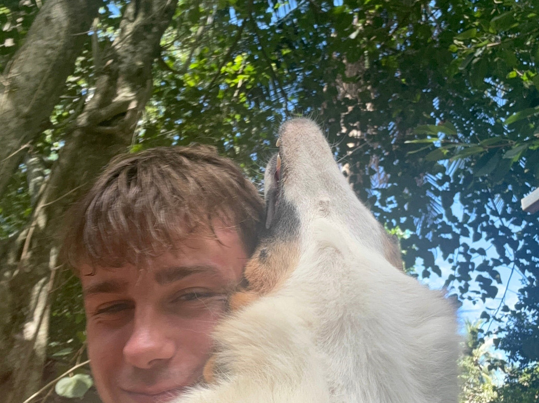 Dog and Cat Rescue Samui Foundation-塔林必去景点