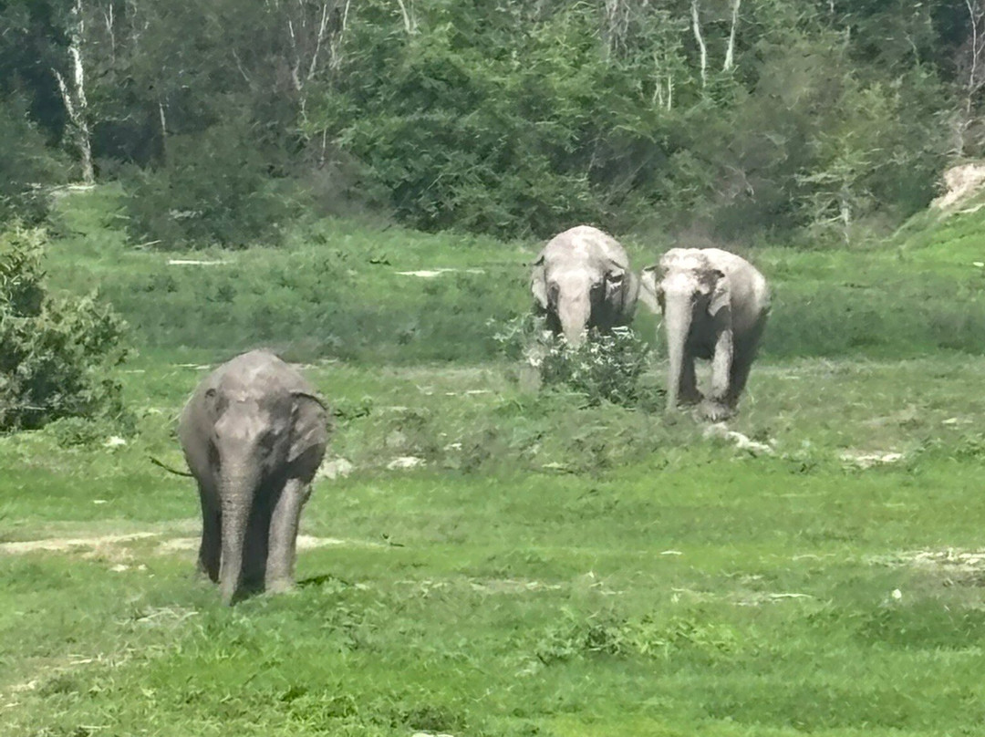 Wildlife Friends Foundation Thailand-他央必去景点