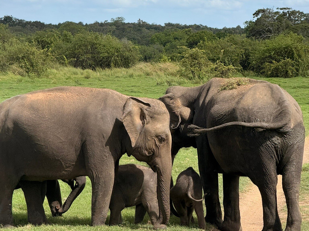 Sri Lanka Driver Tours-Yatiyana必去景点