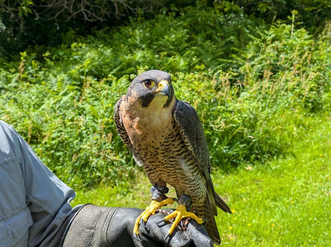Lake District Falconry-温德米尔必去景点