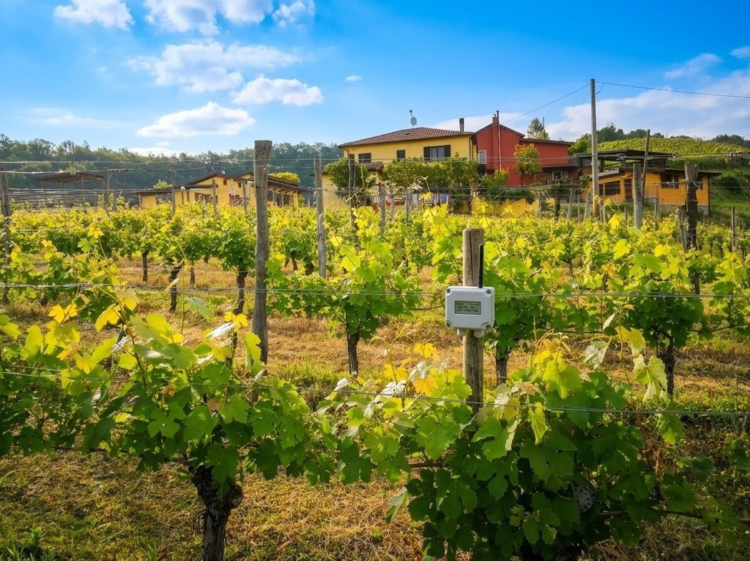 Tenuta MonteOliveto