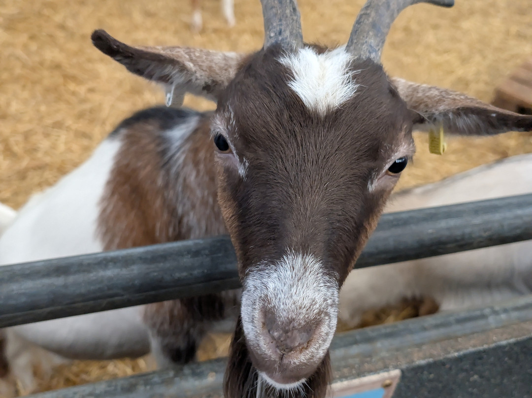National Forest Adventure Farm-Tatenhill必去景点