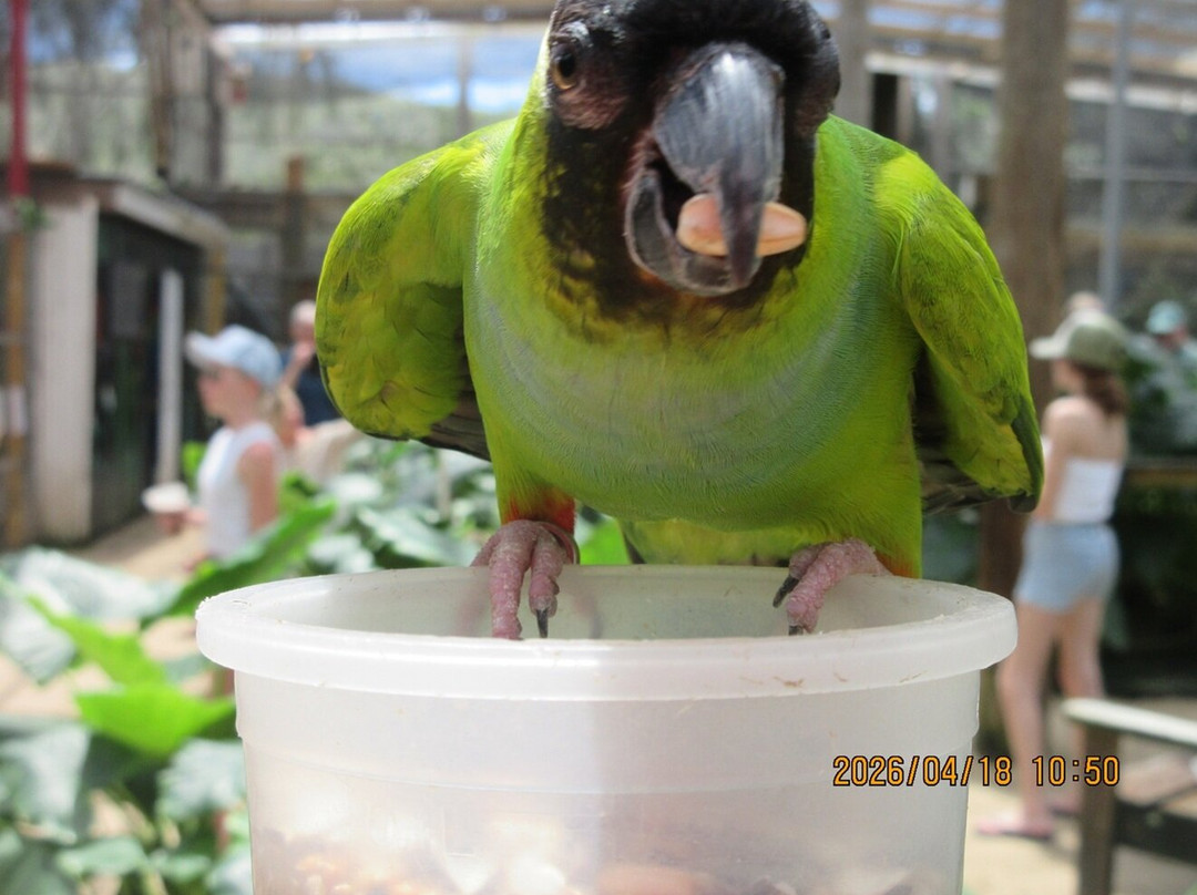 Parotte Ville Bird Sanctuary-圣马丁岛必去景点