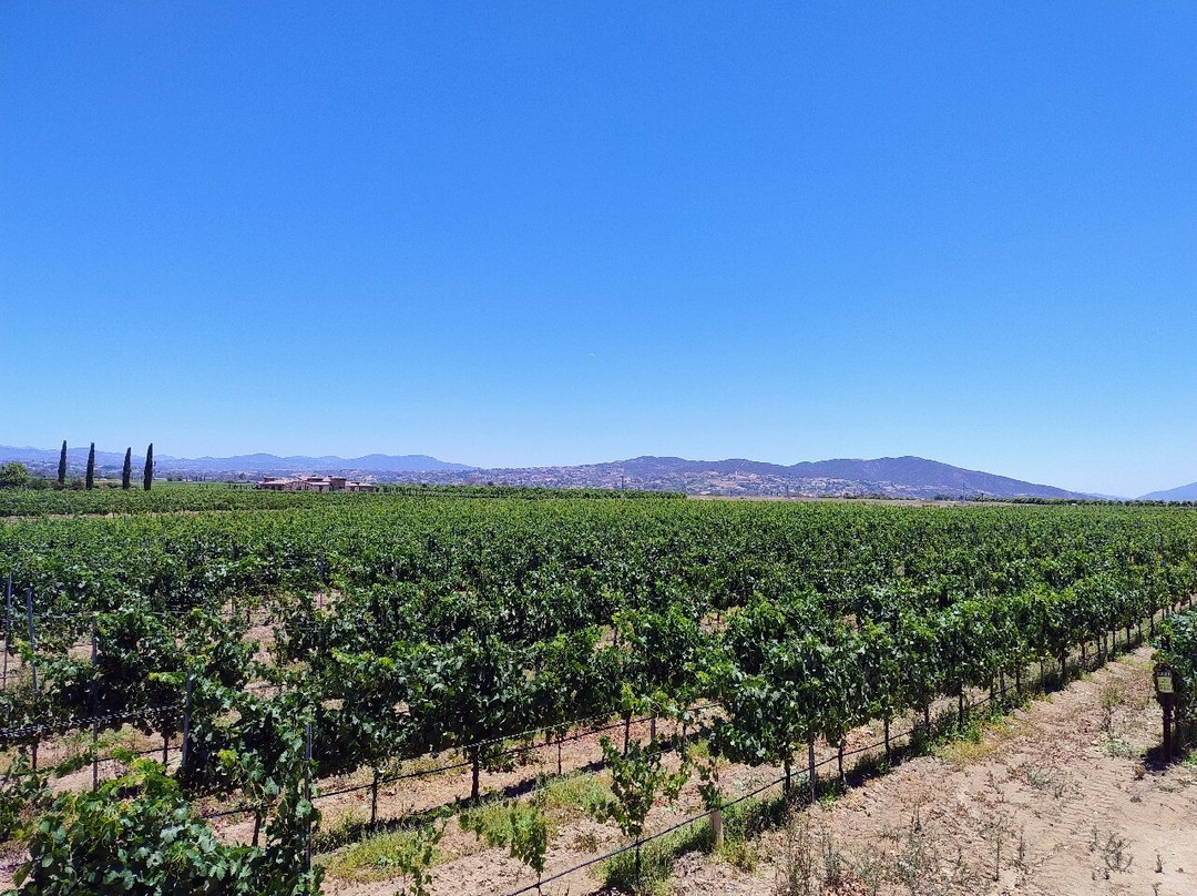 Ponte Winery-特曼库拉必去景点