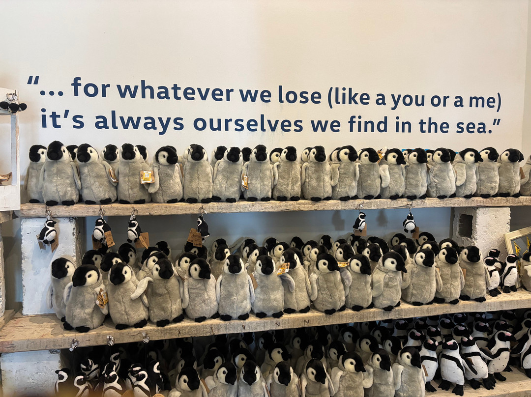 African Penguin & Seabird Sanctuary-干斯拜必去景点