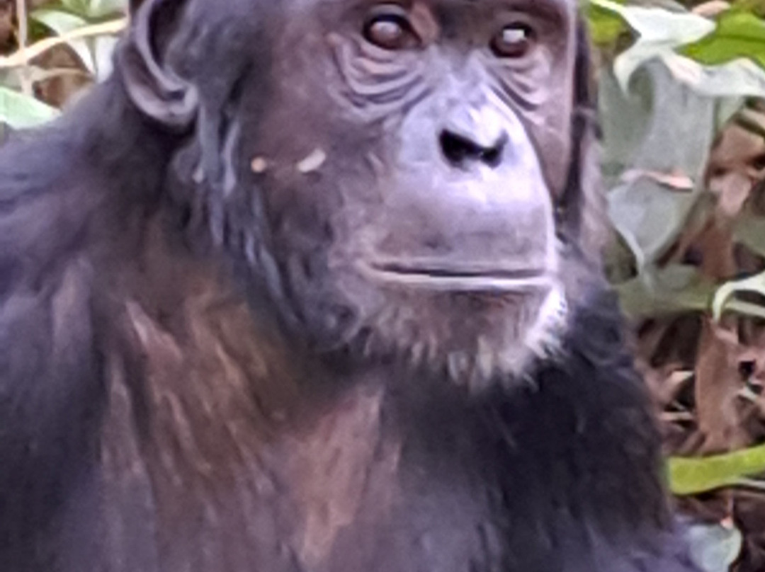 Kisoro Tours Uganda-坎帕拉必去景点
