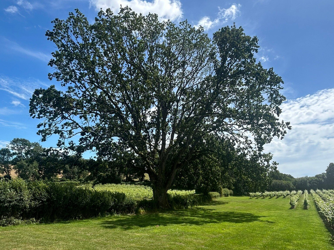 English Oak Vineyard-Lytchett Matravers必去景点