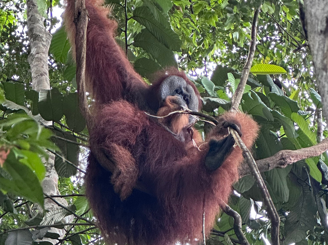 Bukit Lawang Adventure-武吉拉旺必去景点