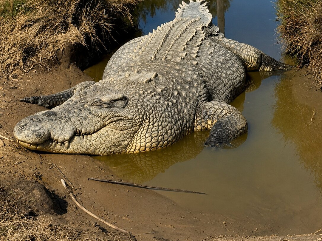 Koorana Crocodile Farm-Coowonga必去景点