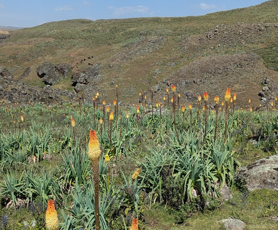 Aman Ethiopia Tours-亚的斯亚贝巴必去景点