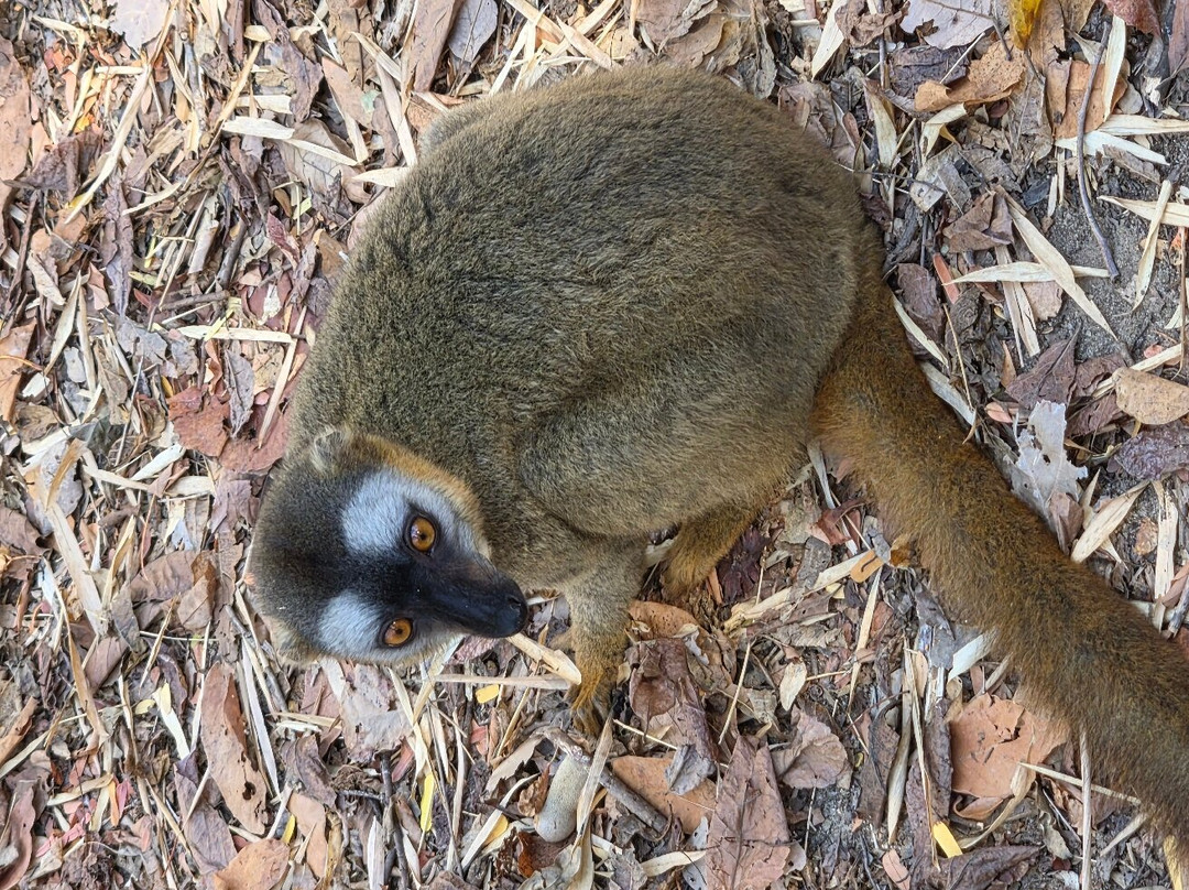 Madagascar Green Tours-安齐拉贝必去景点
