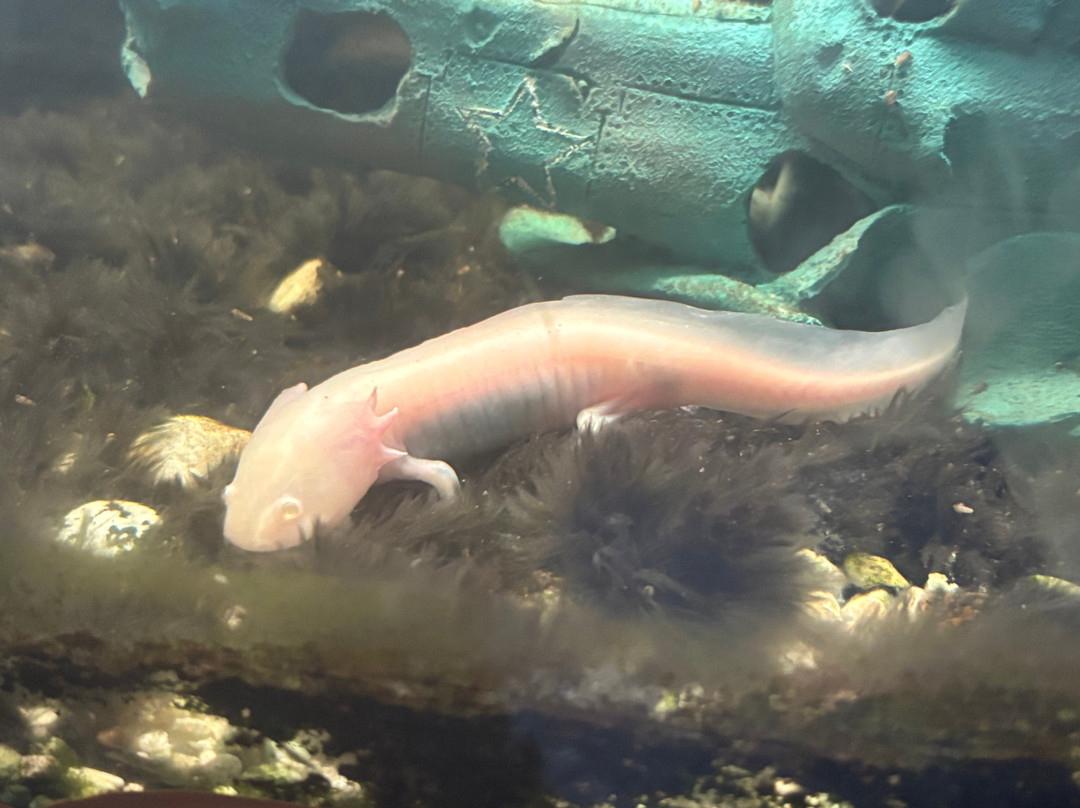 Aquarium Of Faliraki (Aquaworld)-Faliraki必去景点