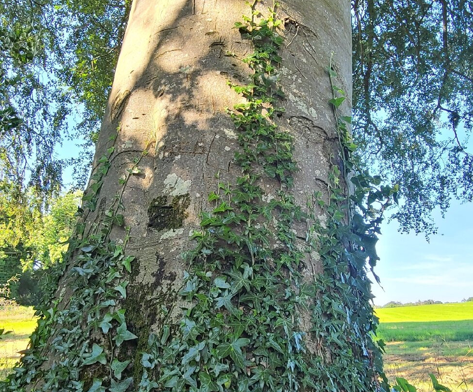 The Dark Hedges-巴利马尼必去景点