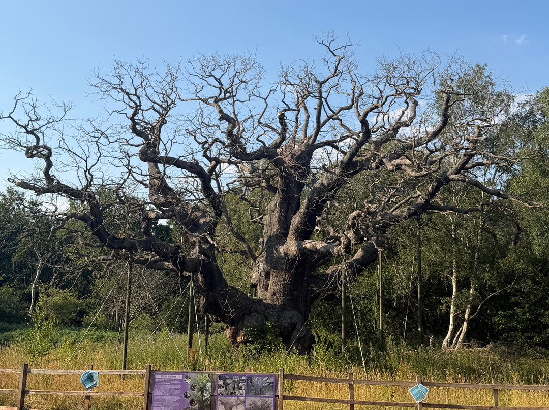 Sherwood Forest-诺丁汉郡必去景点