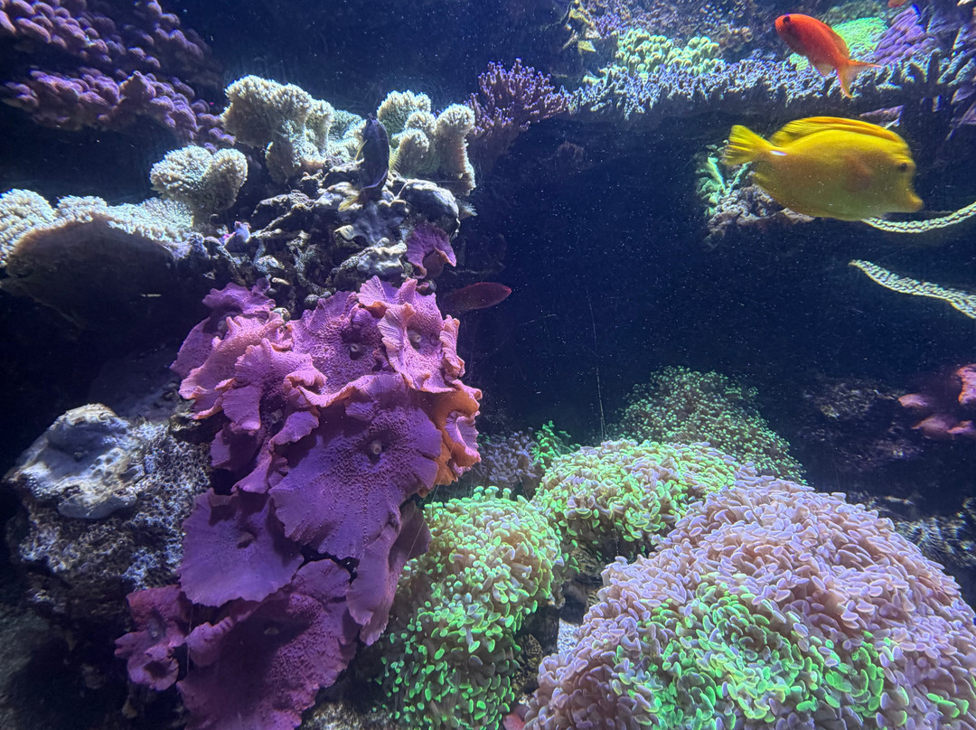 莱利大烟山水族馆-盖林柏格必去景点
