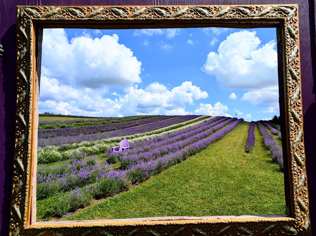Kelso Lavender Farm