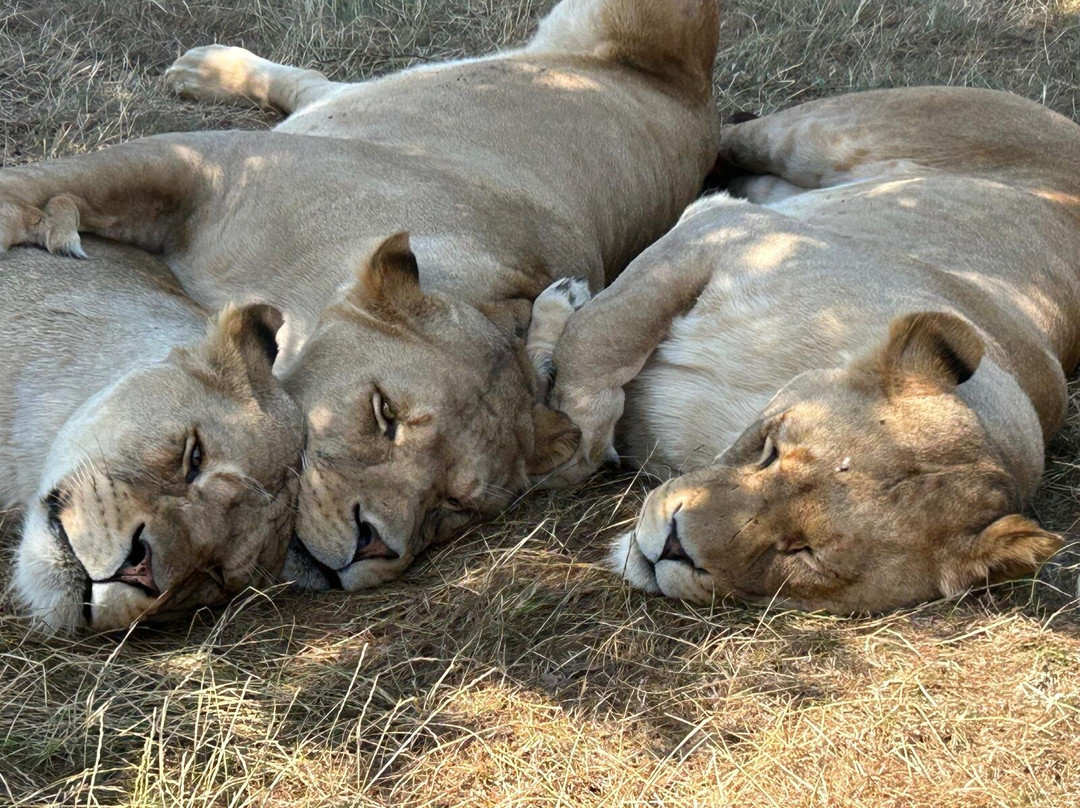 Woburn Safari Park-Woburn必去景点