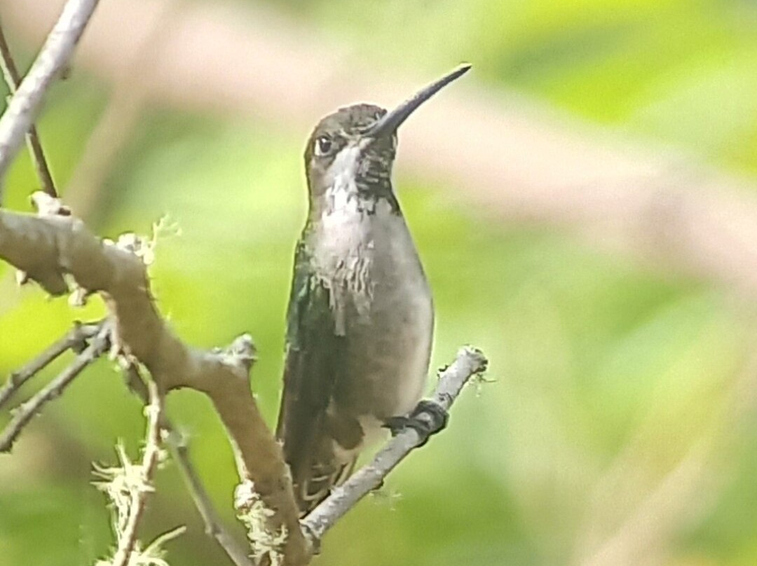 Bird Guide Cornelio-瓦图尔科必去景点
