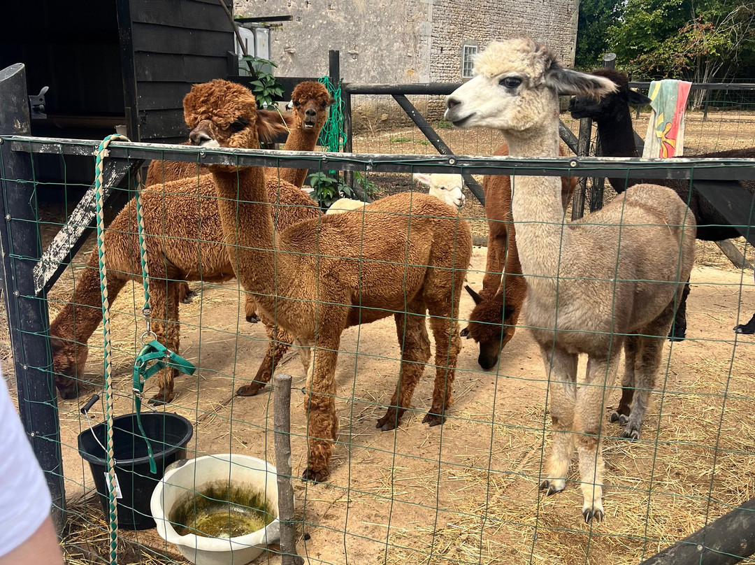 Nana Mac Alpaca Farm-Limalonges必去景点