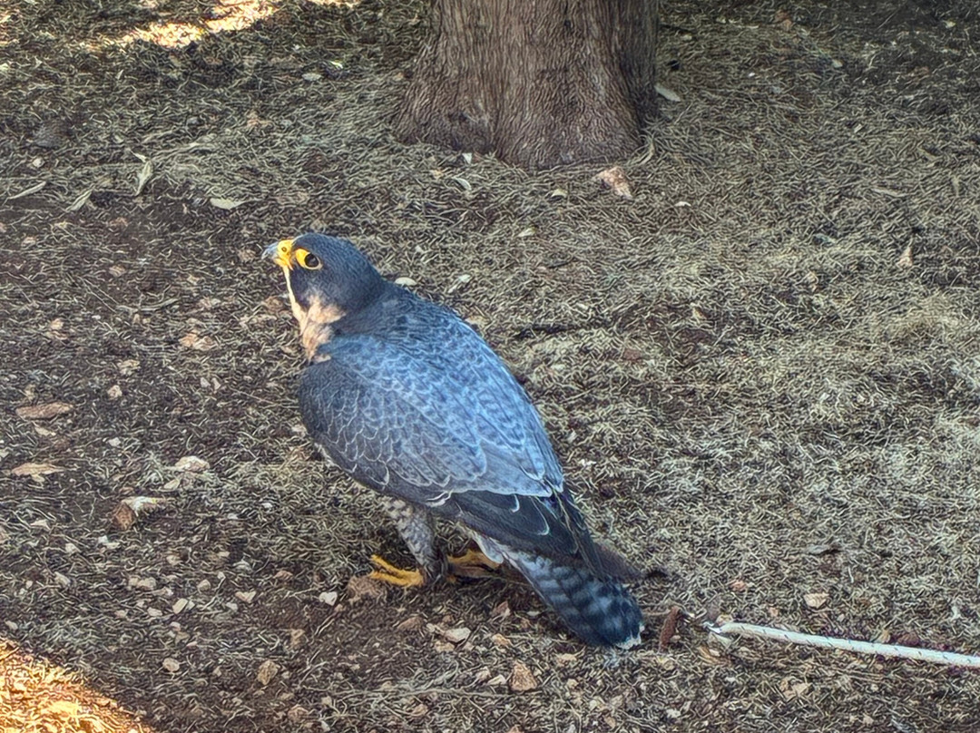 Sokolarski Raptor Centre-希贝尼克必去景点