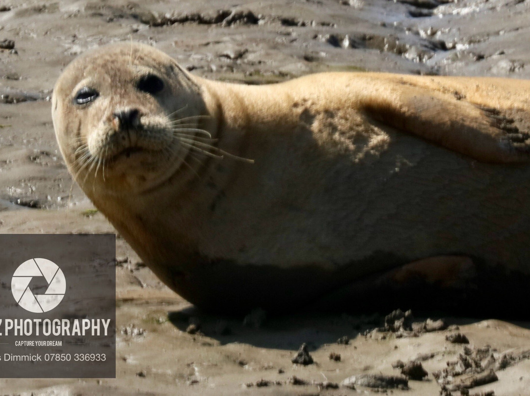 Discovery Seal Trips-Rochford必去景点