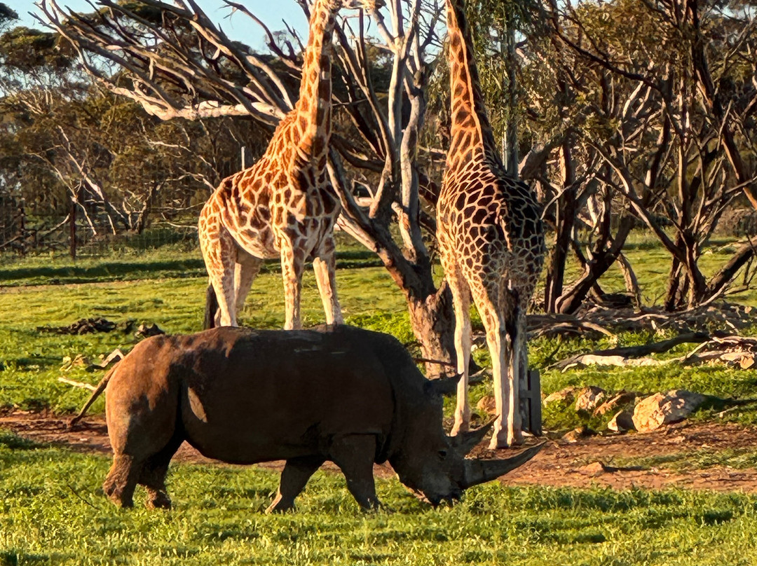Monarto Safari Park-Monarto必去景点