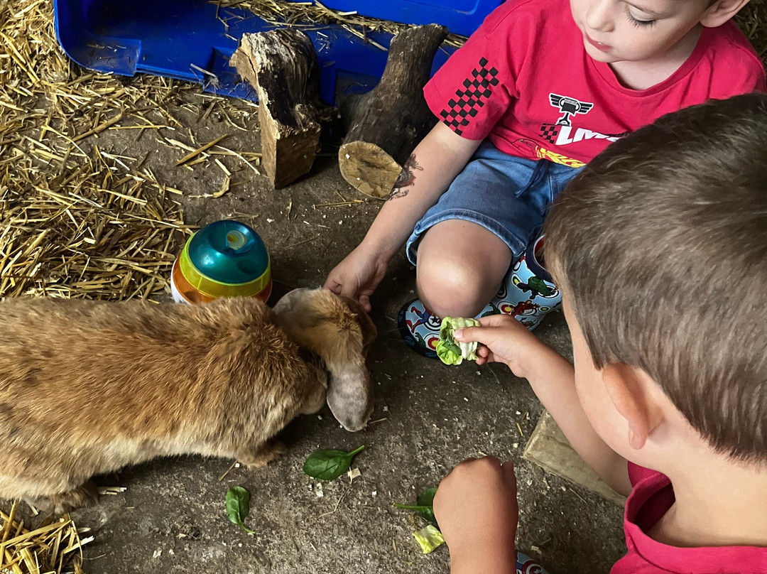 Woodlands Alpaca Farm-沃灵顿必去景点