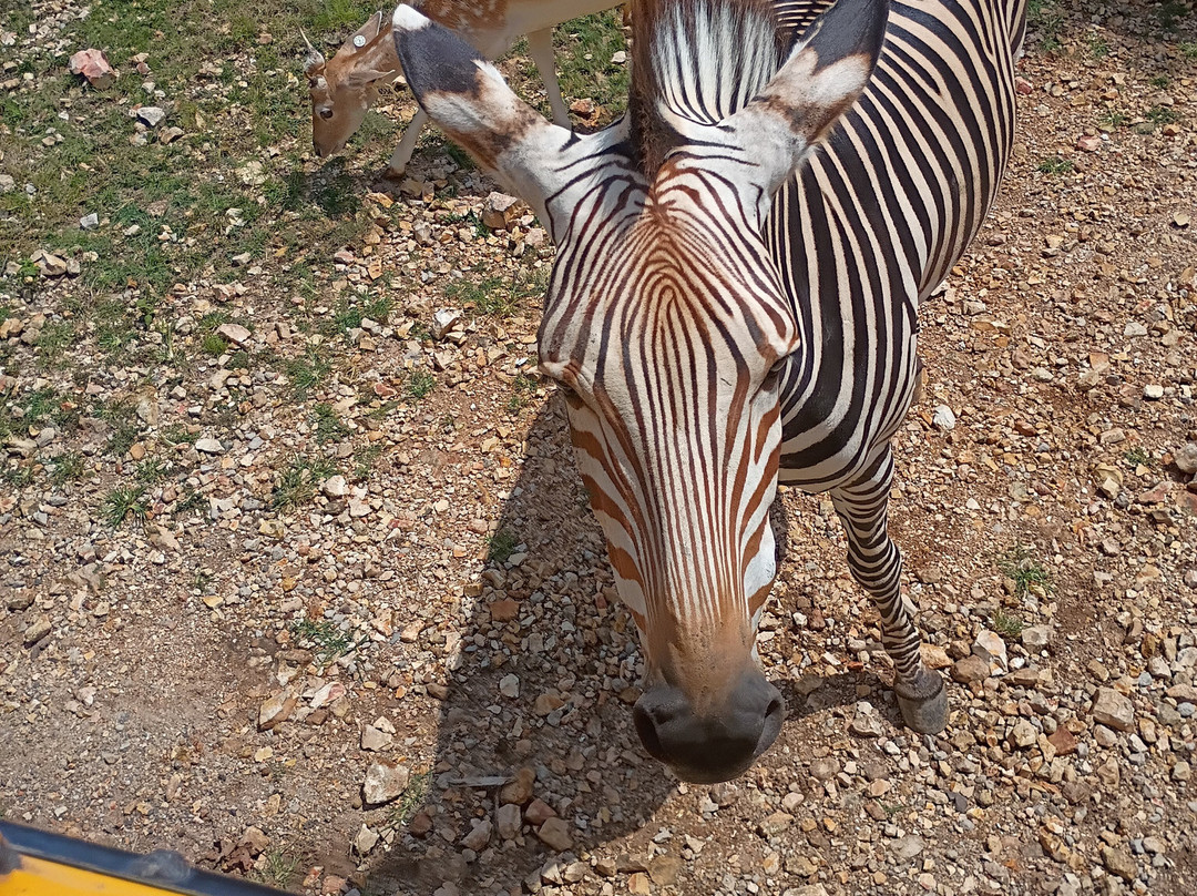 Wild Animal Safari-Strafford必去景点