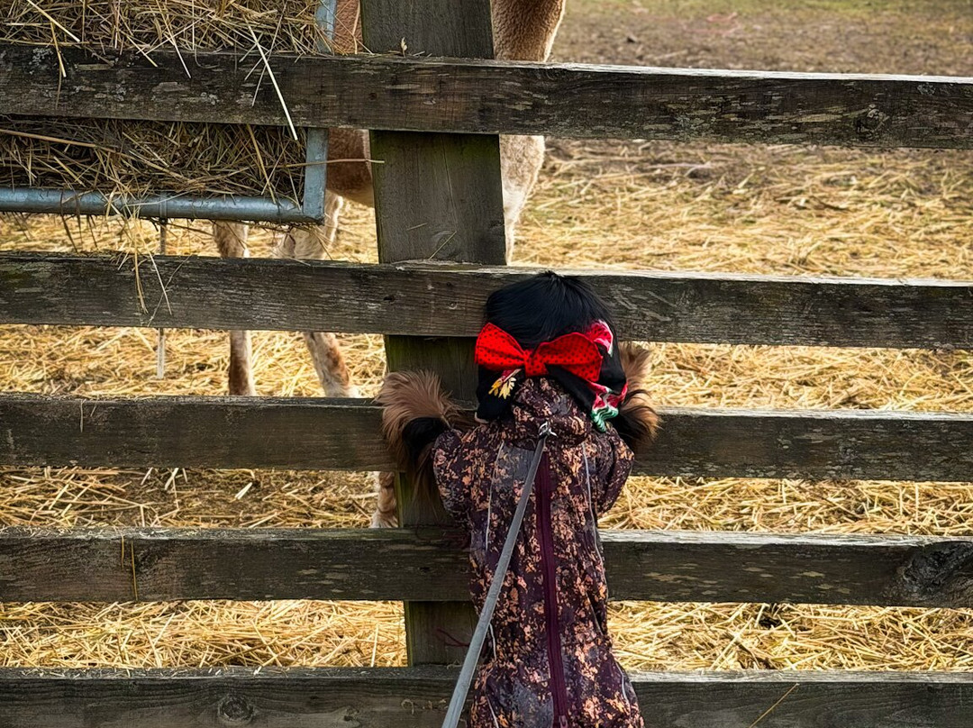 Woolly Experiences Therapy Farm-Mold必去景点