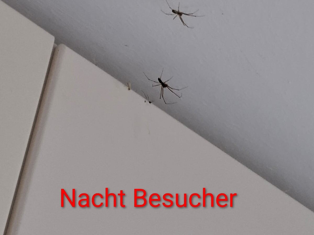 Das SCHMÖCKWITZ主图