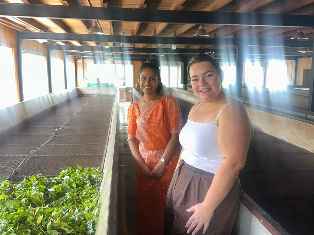 Pilimathalawa Tea Factory-Pilimathalawa必去景点