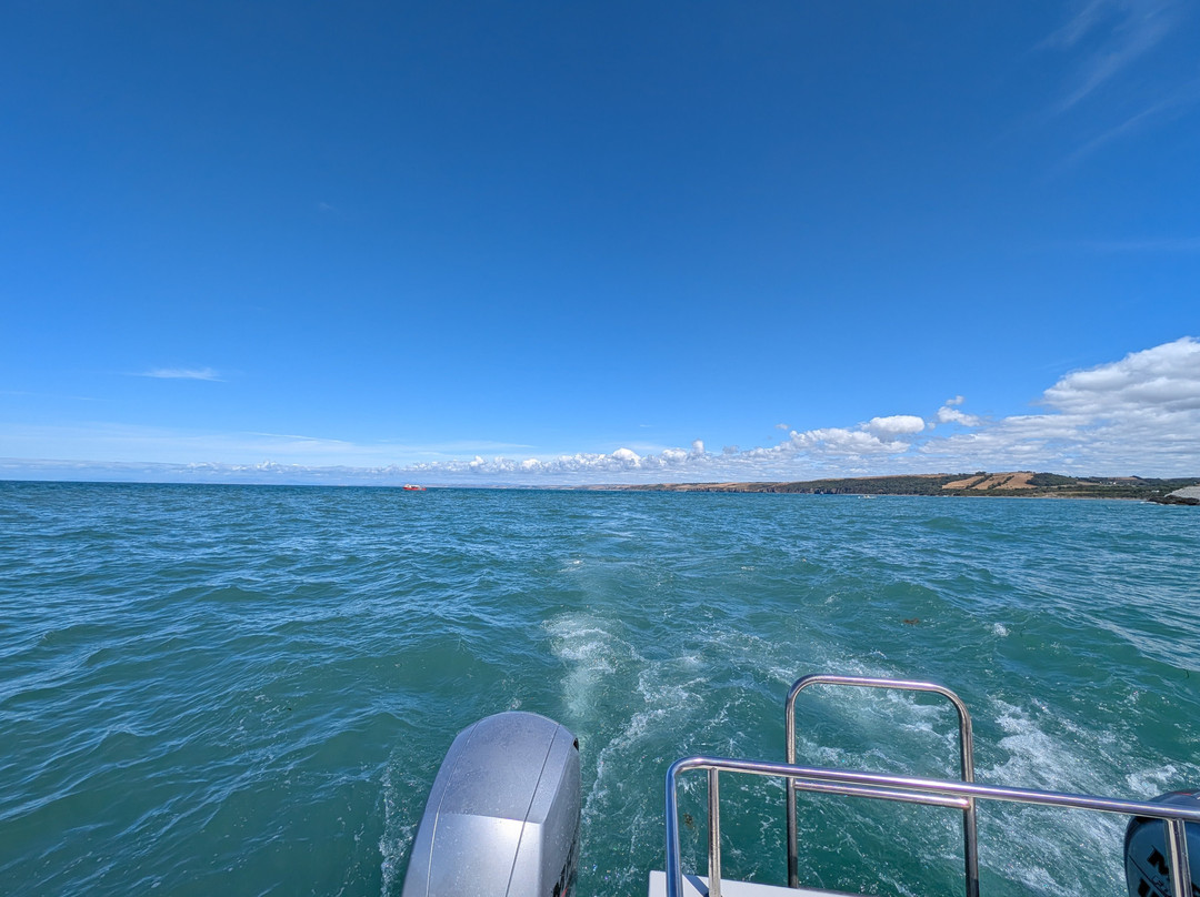 Dolphin Survey Boat Trips-纽基必去景点