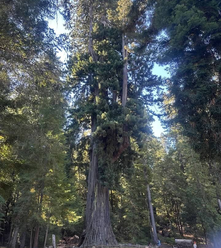 Chandelier Drive-Through Tree-莱吉特必去景点