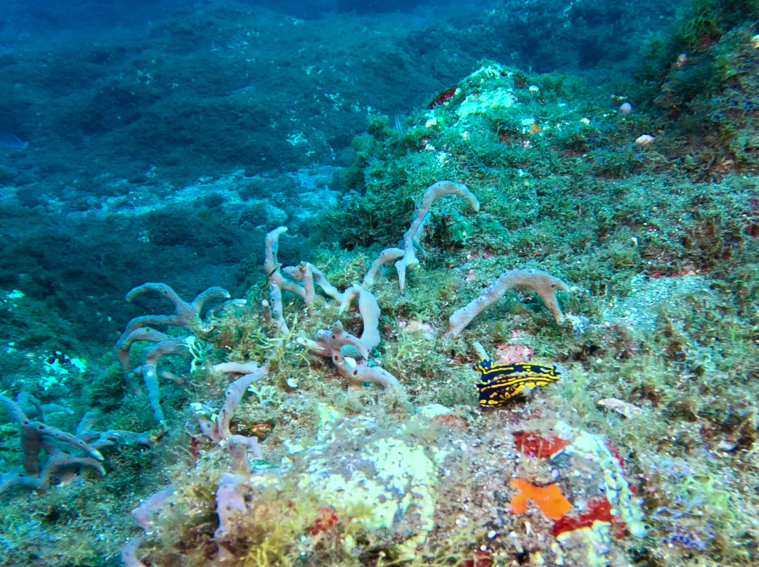 Atalaia Diving Center-Canico必去景点