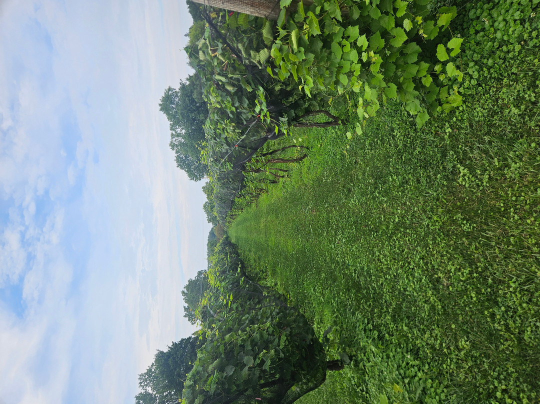 Gervasi Vineyard-坎顿必去景点