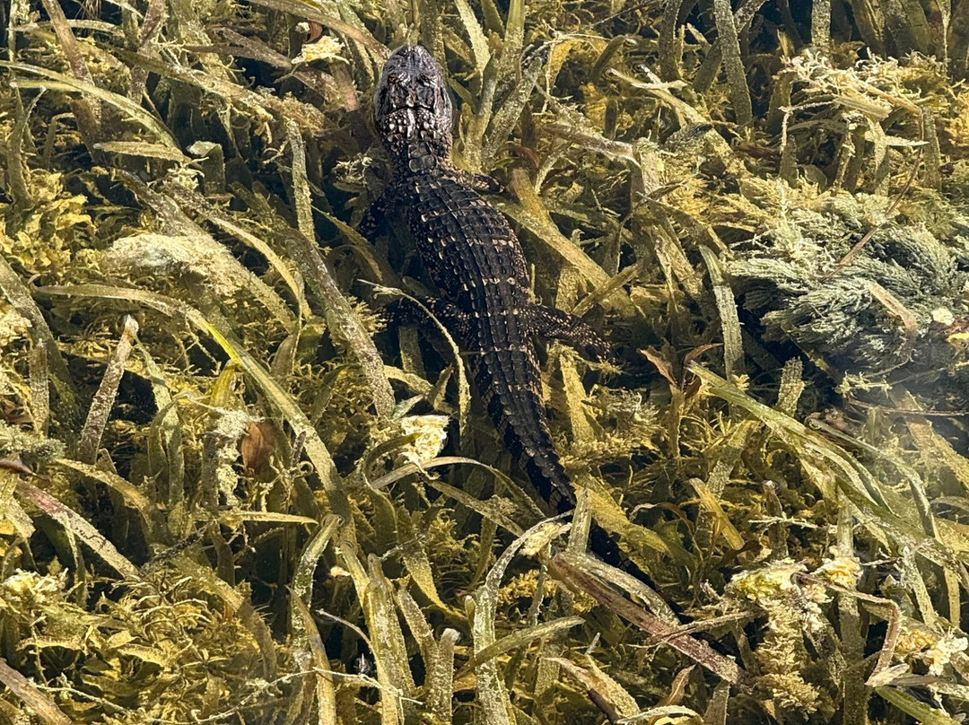 Swamp Fever Airboat Adventures-Lake Panasoffkee必去景点