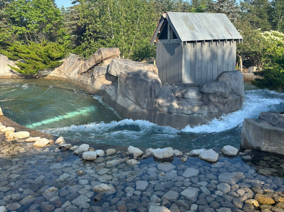 Michigan's Adventure and WildWater Adventure-马斯基根必去景点