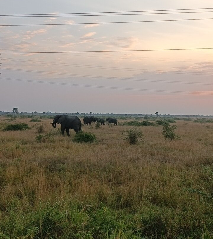 Big Lion Trails Safaris-坎帕拉必去景点