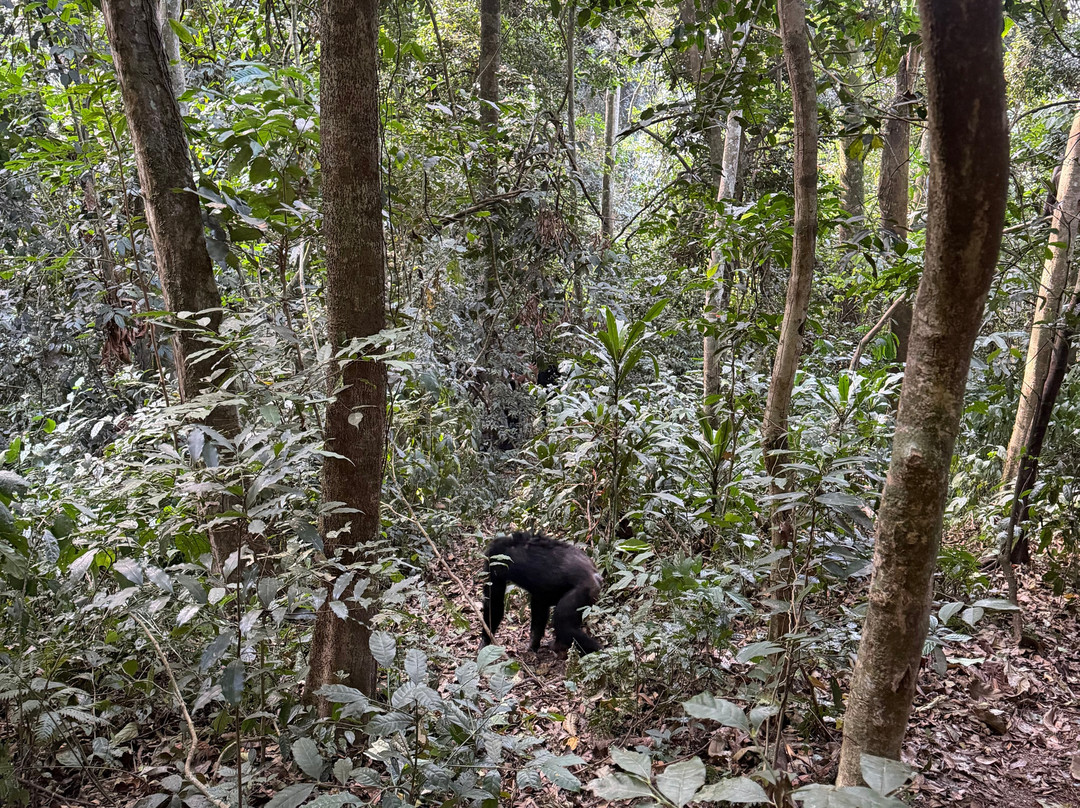 Nyungwe National Park - Rwanda-Western Province必去景点