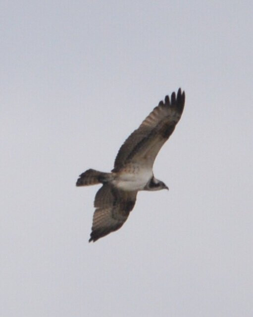 Birds Of Poole Harbour Events-普尔必去景点