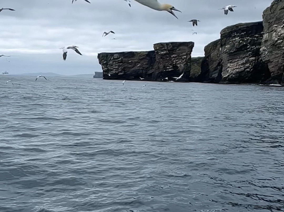 Seabirds and Seals - The Original Noss Boat Tours-Lerwick必去景点