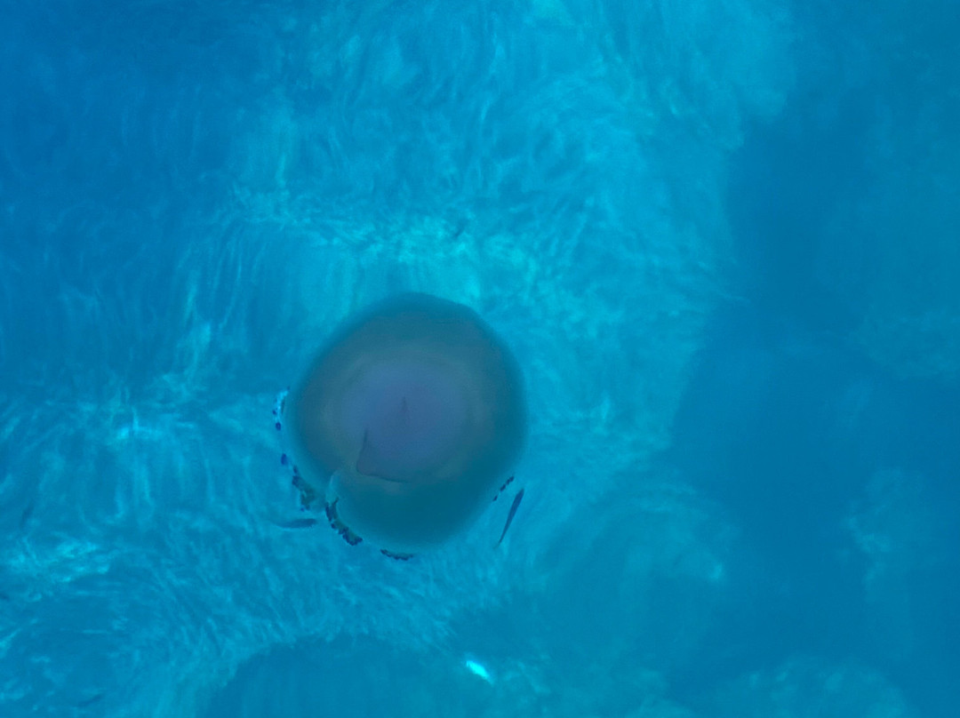 Nautilus Escursioni-马拉泰亚必去景点