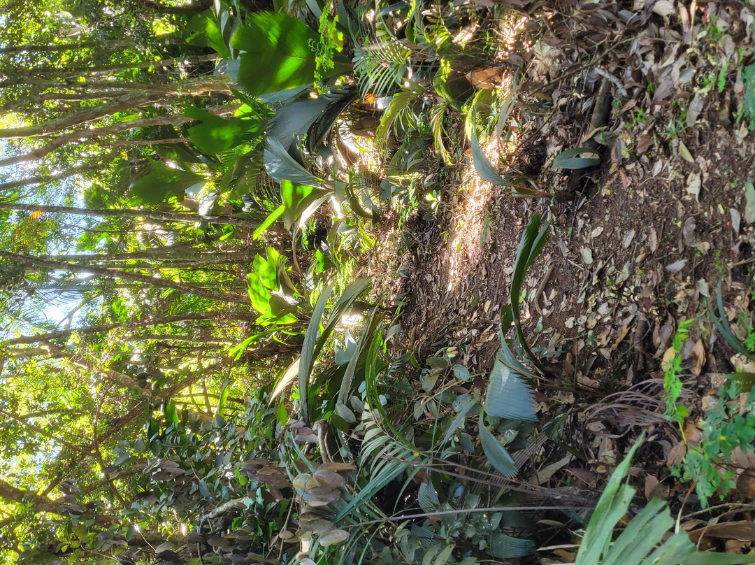 Le Jardin Du Roi Spice Garden-马埃岛必去景点